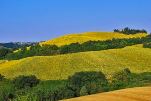 campagna marchigiana